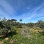 parcela_olivos_villa_denia